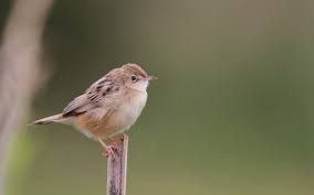 Image result for Cisticola juncidis