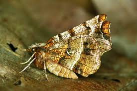 Attēlu rezultāti vaicājumam “Selenia dentaria”