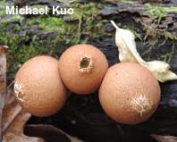 Attēlu rezultāti vaicājumam “Leptobryum pyriforme sporophyte”