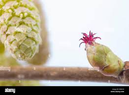 Attēlu rezultāti vaicājumam “Corylus avellana male flower”