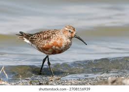 Attēlu rezultāti vaicājumam “Calidris ferruginea”
