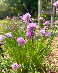 Image result for Allium schoenoprasum