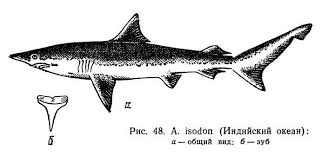 Image result for Carcharhinus isodon