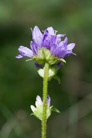 Attēlu rezultāti vaicājumam “Campanula cervicaria”