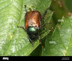 Attēlu rezultāti vaicājumam “Anomala dubia”