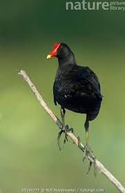 Attēlu rezultāti vaicājumam “Gallinula chloropus adult”