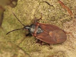 Attēlu rezultāti vaicājumam “Gastrodes grossipes”