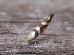 Attēlu rezultāti vaicājumam “Argyresthia goedartella”