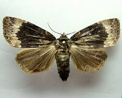 Attēlu rezultāti vaicājumam “Amphipyra perflua”