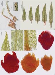 Attēlu rezultāti vaicājumam “Pohlia”