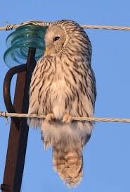 Attēlu rezultāti vaicājumam “Strix uralensis”