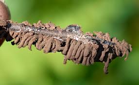 Attēlu rezultāti vaicājumam “Comatricha meandrispora macro”