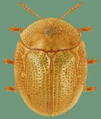 Attēlu rezultāti vaicājumam “Cassida”