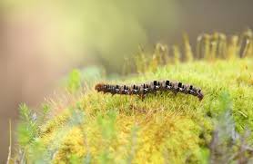 Attēlu rezultāti vaicājumam “Lasiocampa quercus larva”