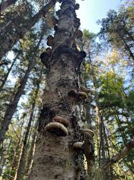 Attēlu rezultāti vaicājumam “Lactarius lygniotus”