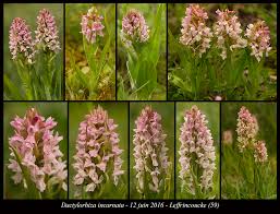 Attēlu rezultāti vaicājumam “Dactylorhiza incarnata”