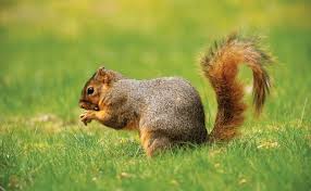 Attēlu rezultāti vaicājumam “Rodentia”