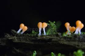 Attēlu rezultāti vaicājumam “Trichia varia macro”