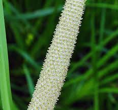 Image result for Acorus calamus