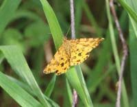 Attēlu rezultāti vaicājumam “Pseudopanthera macularia”