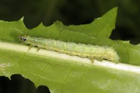 Attēlu rezultāti vaicājumam “Autographa gamma”