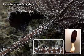 Attēlu rezultāti vaicājumam “Diachea leucopodia spores”