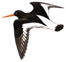 Attēlu rezultāti vaicājumam “Haematopus ostralegus”