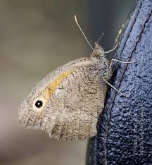Attēlu rezultāti vaicājumam “Hyponephele lycaon female”
