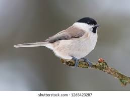 Attēlu rezultāti vaicājumam “Poecile montanus”