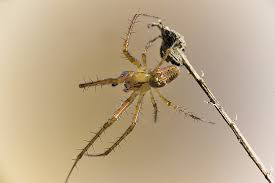 Attēlu rezultāti vaicājumam “Metellina segmentata”