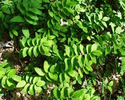 Attēlu rezultāti vaicājumam “Polygonatum multiflorum  leaf”