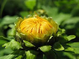 Attēlu rezultāti vaicājumam “Inula salicina bud”