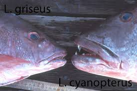 Image result for Lutjanus cyanopterus
