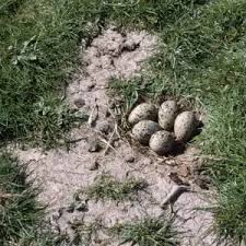 Attēlu rezultāti vaicājumam “Grus grus eggs”