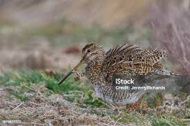 Image result for Gallinago media