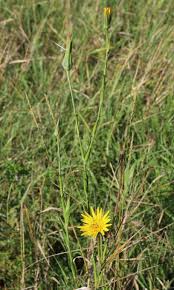 Attēlu rezultāti vaicājumam “Microbotryum tragopogonis - pratensis”