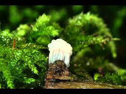 Attēlu rezultāti vaicājumam “Physarum psittacinum spores”