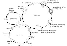 Attēlu rezultāti vaicājumam “Siphoptychium violaceum plasmodium”