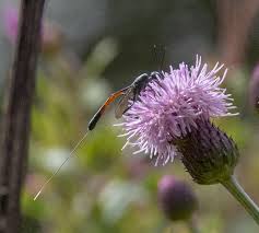 Attēlu rezultāti vaicājumam “Gasteruption jaculator imago”