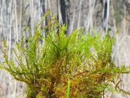 Attēlu rezultāti vaicājumam “Calliergon cordifolium”