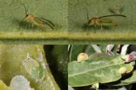 Attēlu rezultāti vaicājumam “Licea pygmaea sessile”