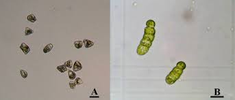 Attēlu rezultāti vaicājumam “Lophozia ascendens”