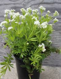 Image result for Galium odoratum