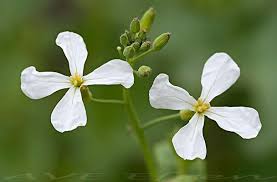 Attēlu rezultāti vaicājumam “Raphanus sativus flower”