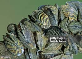 Attēlu rezultāti vaicājumam “Dreissena polymorpha”