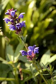 Attēlu rezultāti vaicājumam “Dracocephalum ruyschiana fruit”