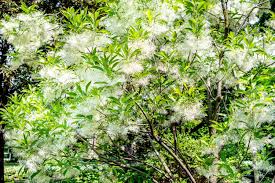 Attēlu rezultāti vaicājumam “Chionanthus virginicus flower”