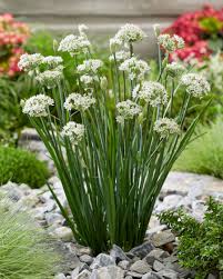 Image result for Zierlauch