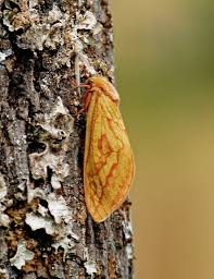 Attēlu rezultāti vaicājumam “Hepialus humuli female”