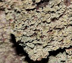 Attēlu rezultāti vaicājumam “Hypocenomyce scalaris”